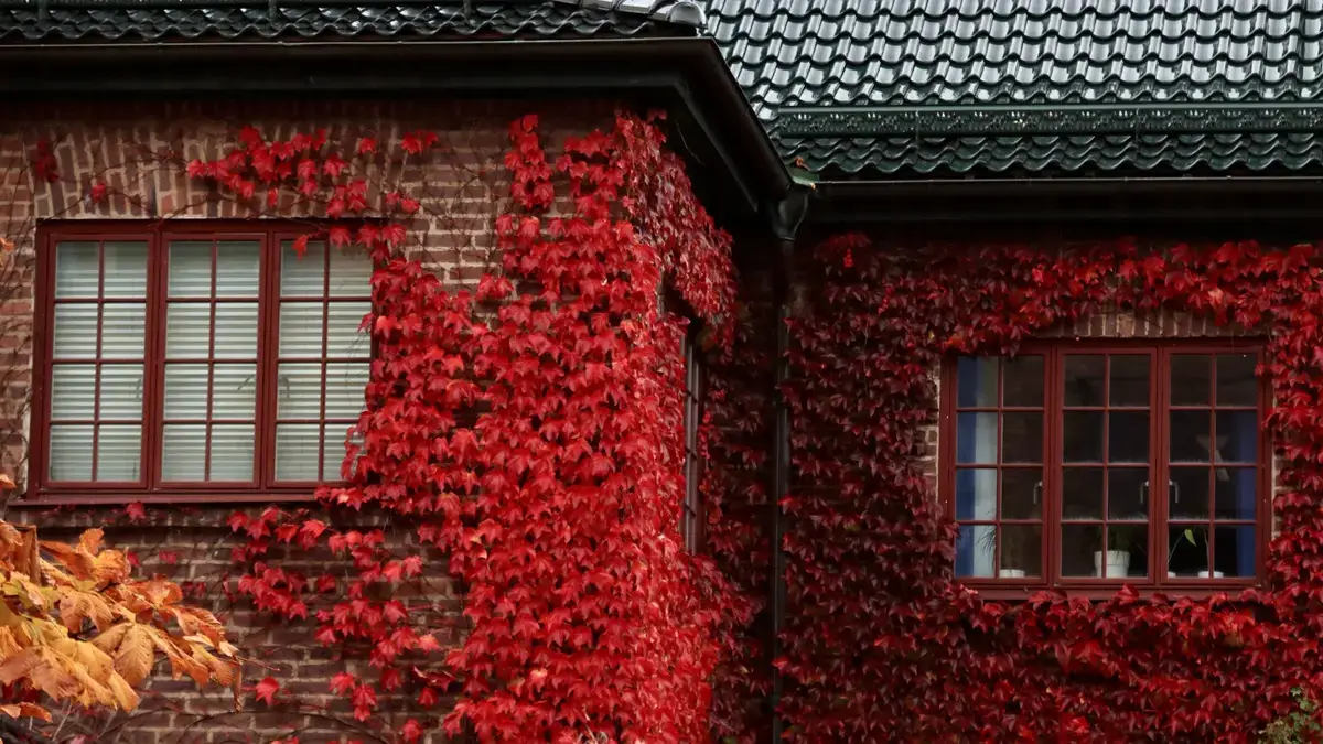 Brick house wall covered in autumn foliage growing against the exterior
