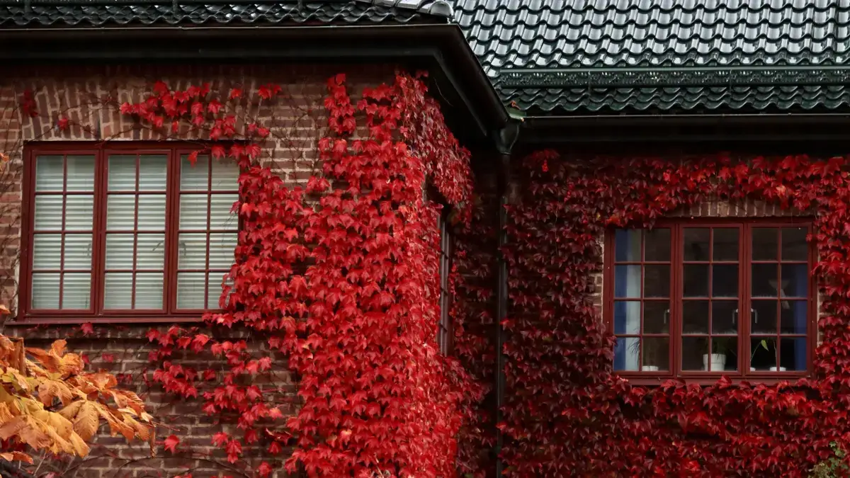 Brick house wall covered in autumn foliage growing against the exterior