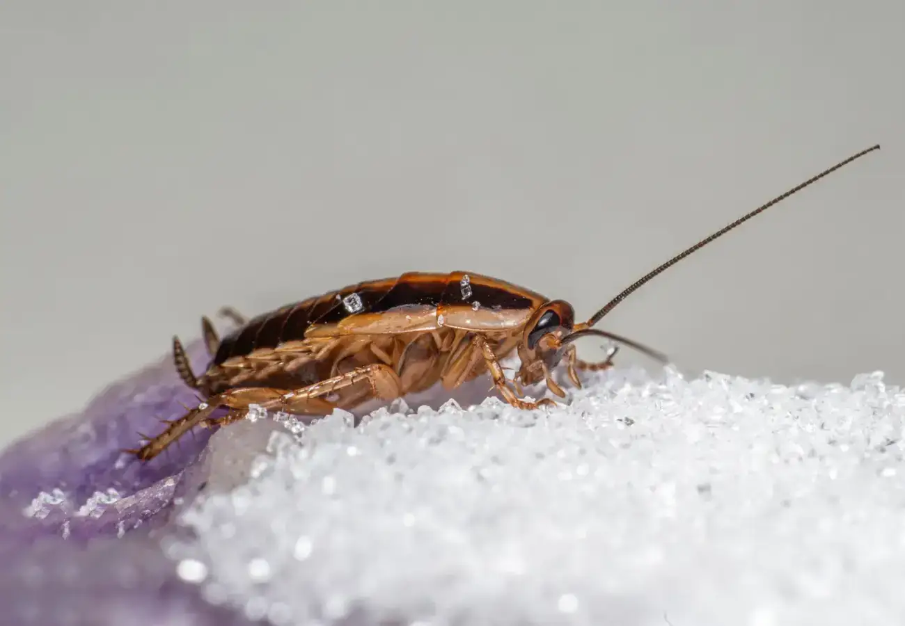 German cockroach feeding on sugar crystals