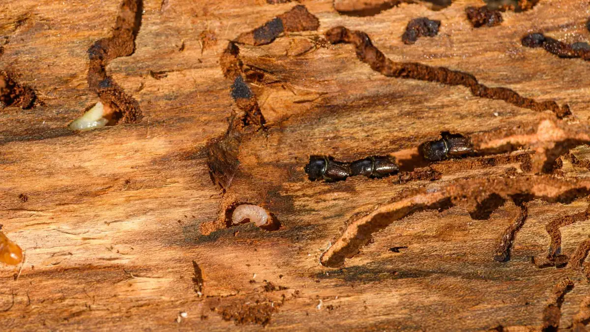 Close-up of termites moving across the surface of damaged wood
